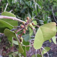 Cissus lonchiphylla Thwaites